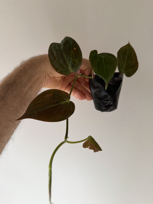 Philodendron Micans