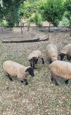 Borregos e Borregas 3 e 4 meses (Suffolk)