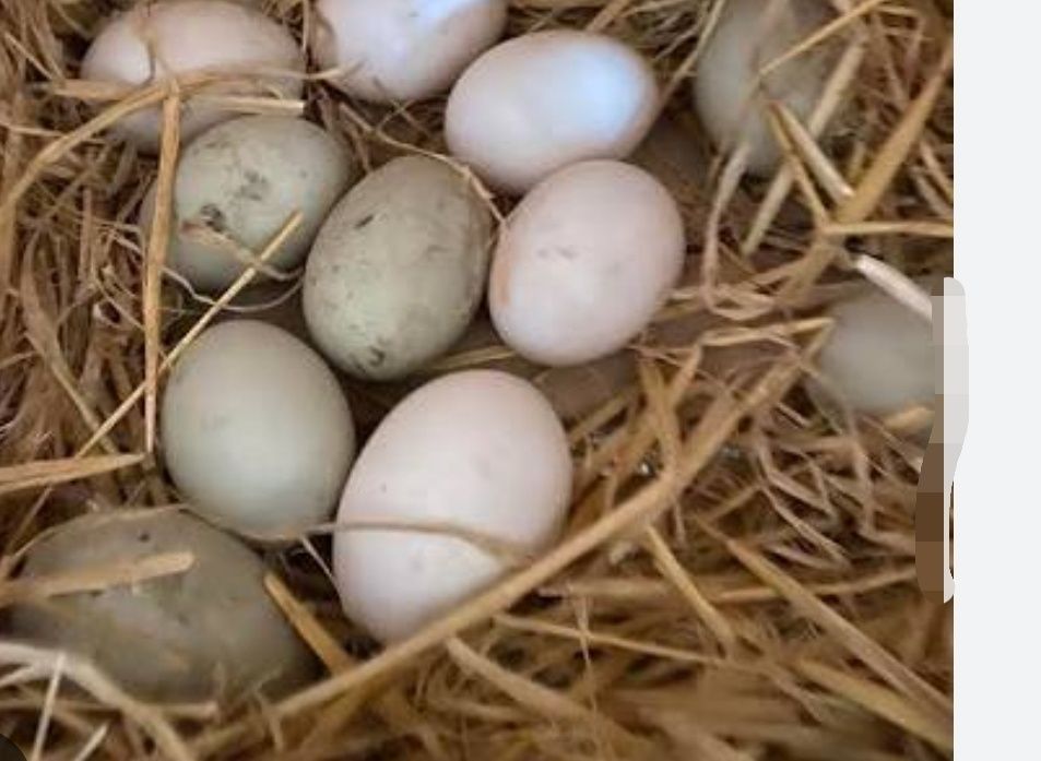 Jaja, jajka biegusy indyjskie