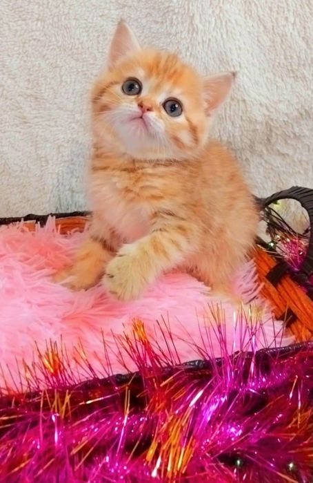 Чудо дівчинка Золота шиншила таббі