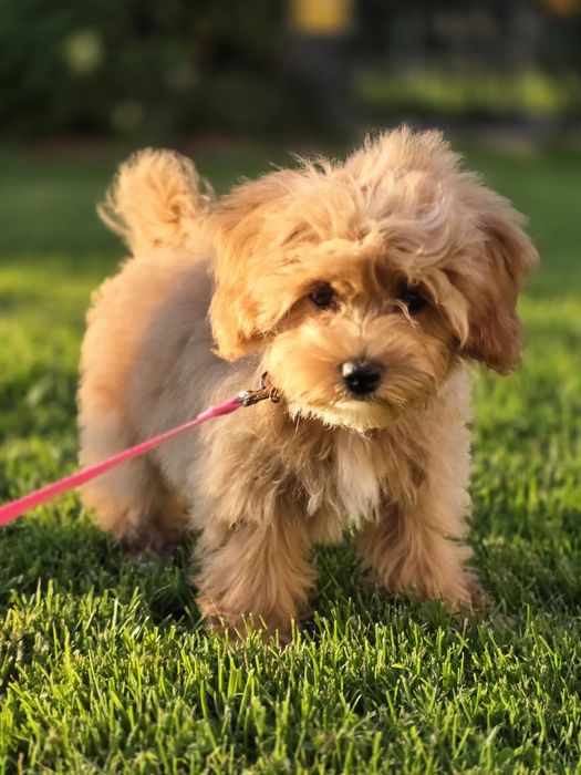 Maltipoo suczka suka hybryda pudel toy maltańczyk