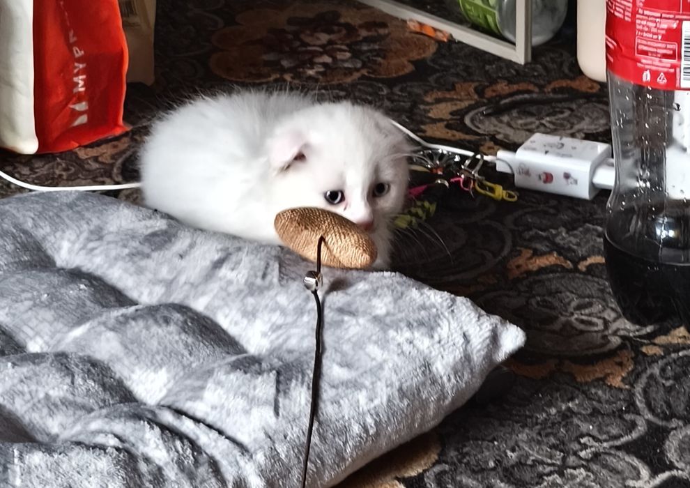 Британський висловухий.