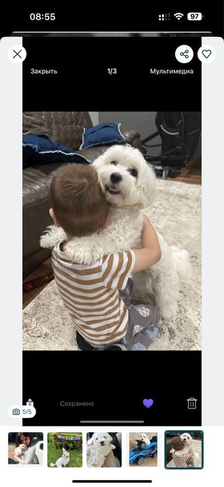 Неймовірнi ‼️ Мальтипу ,Xлопцi мальтезе/;; Мальтіпу;/