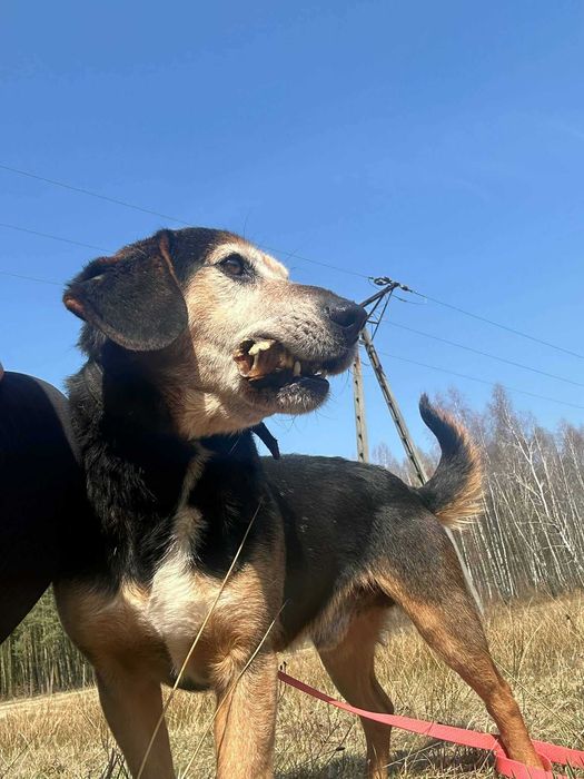 Ludwik psiak do adopcji 9l. 16kg