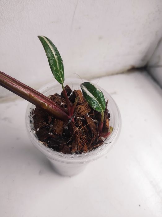 Philodendron Red Anderson/Филодендрон Ред Андерсон