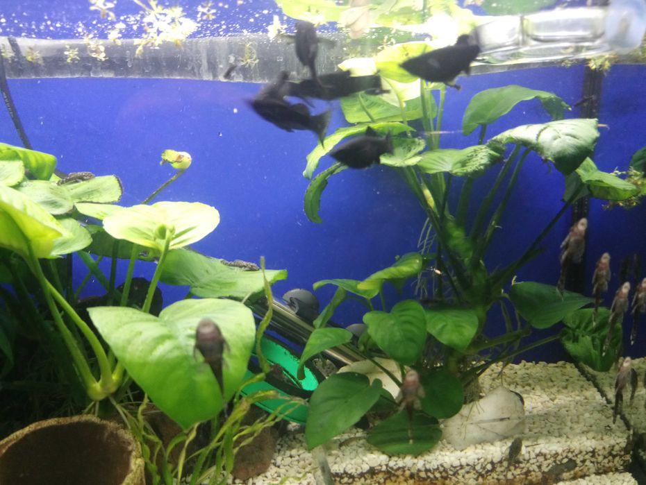 Molinezje rybki młode