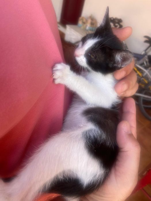 Gatinhos para adoção responsável zona Oeste