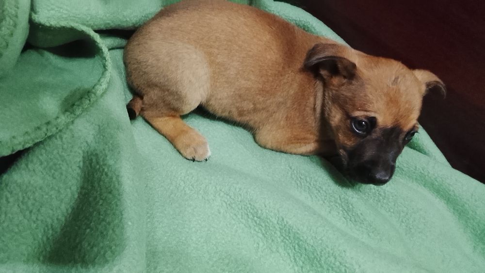 Cãozinho para adoção