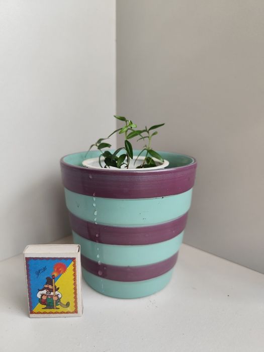 Мирт, вазонки прищепи мирта