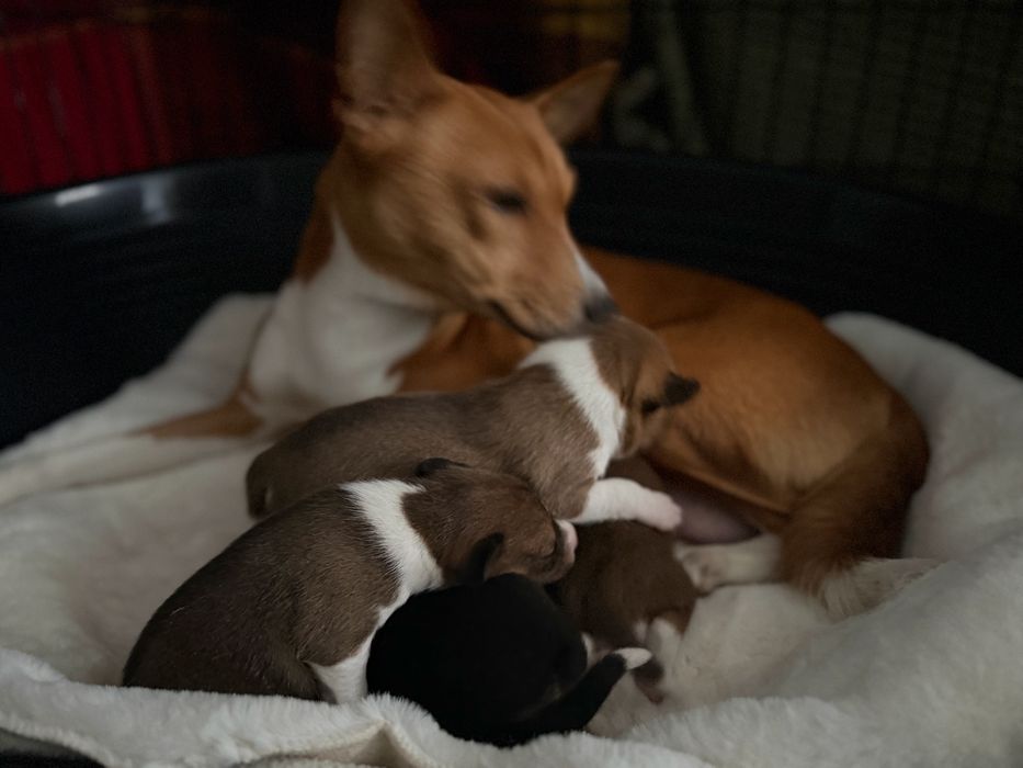 Басенджи КСУ титуловані батьки , 2026 малюки