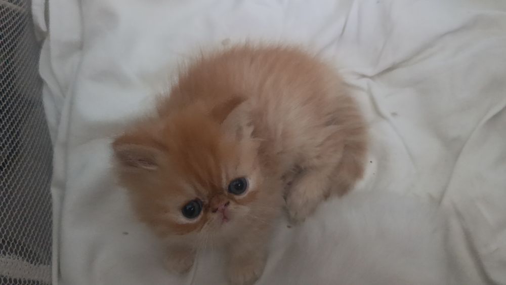 Персидские котята