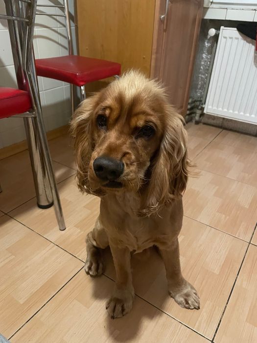 Вʼязка собак.Кокер спанієль