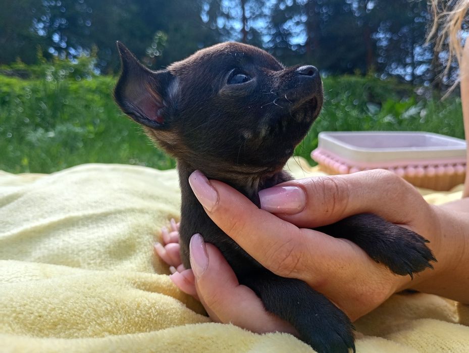 Cudowna suczka chihuahua