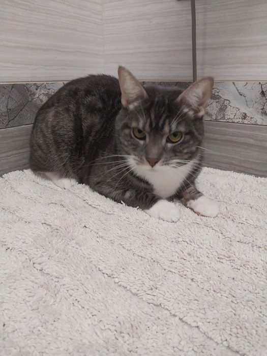 Віддам в хороші руки