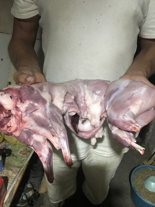 Кролики на м‘ясо