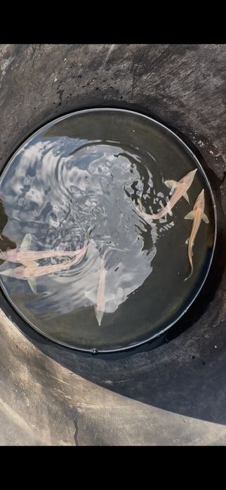 Ryby do oczka wodnego