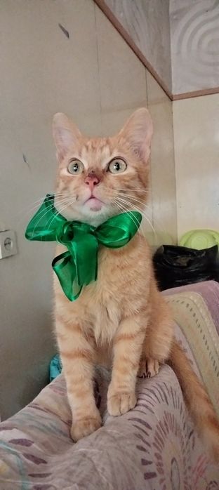 Шукаємо родину для котика
