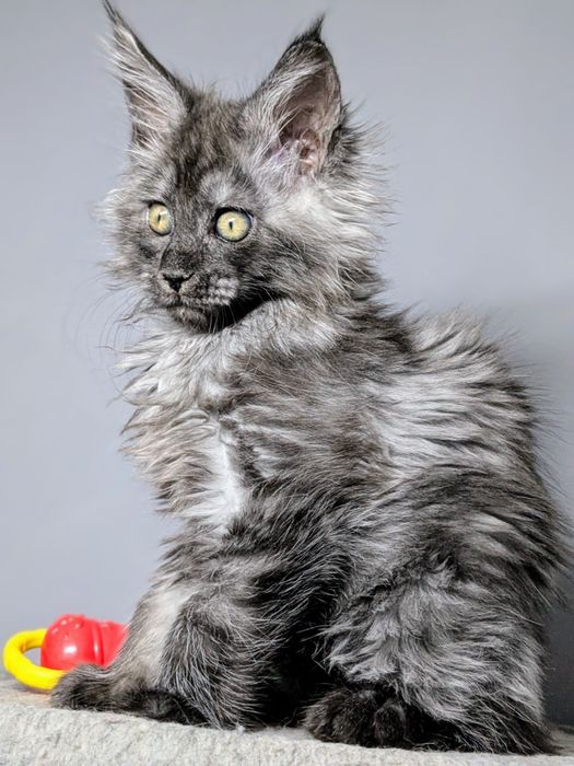 Мейн-кун, розплідник