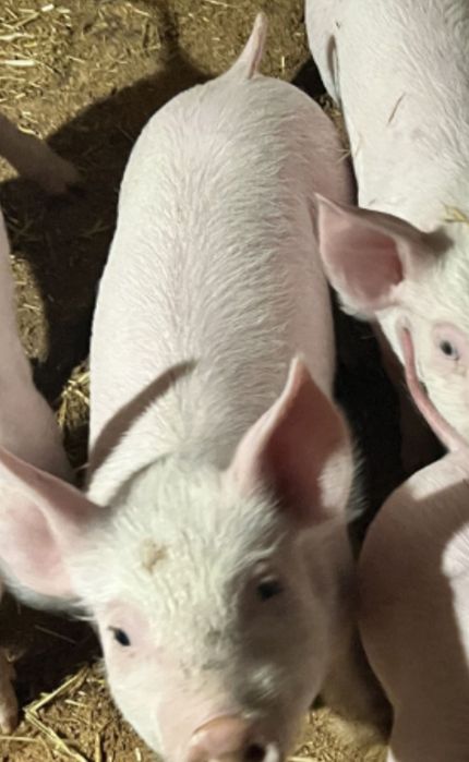 Продам поросят. Ландрас Петре.