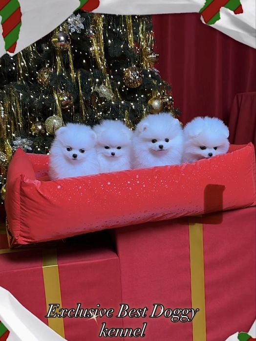 Реальний шик і ексклюзив. SUPER VIP цуценята.  Померанський шпіц
