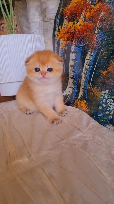 Ручные котята. Малыши золотая шиншилла.