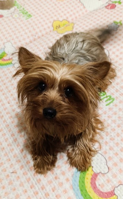 Дівчинка йоркширський терер