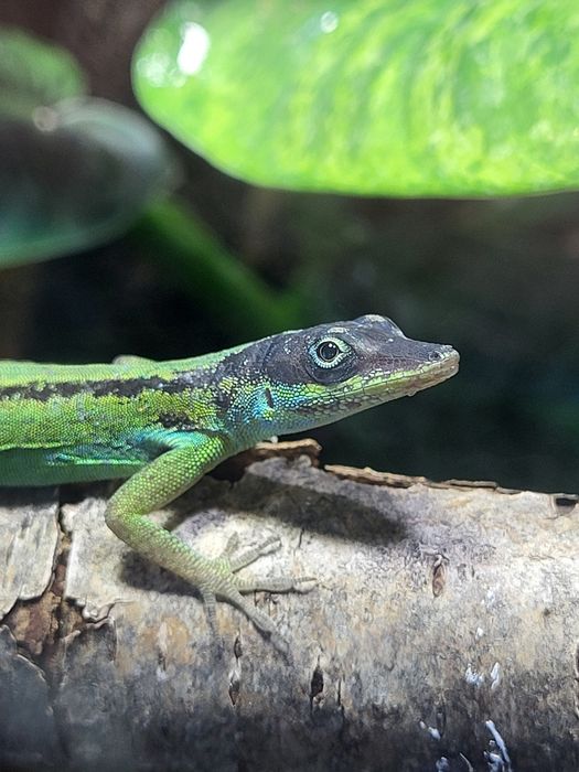 Anolis roquet summus jaszczurka