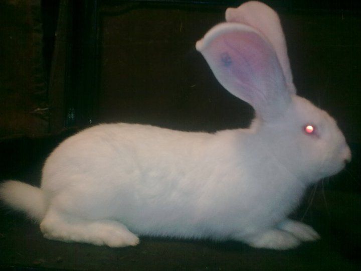 Olbrzymy belgijskie szare, białe i srokacze, z rodowodem.