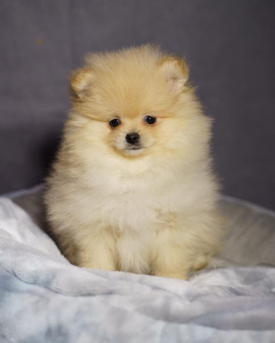 Pomeranian piesek ,po rodzicach z FCI