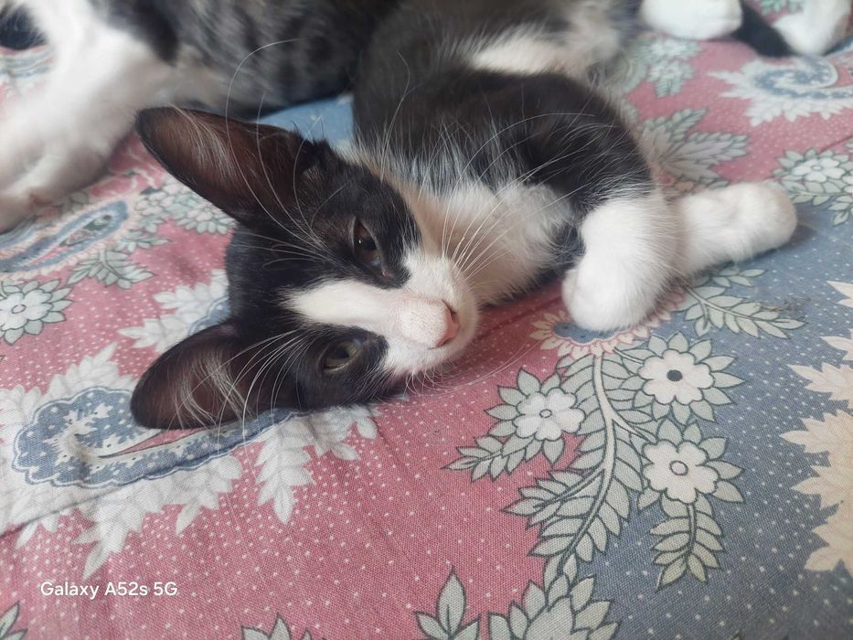 Gatinhos Amorosos