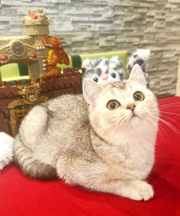 Шотландська срібна шиншила хлопчик