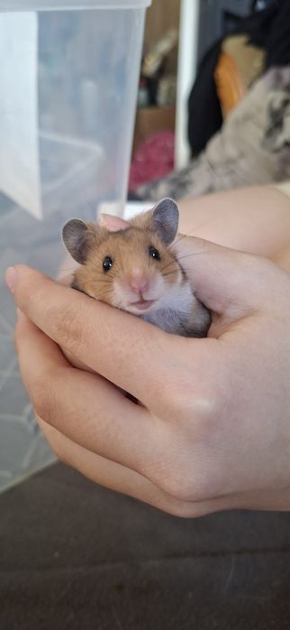 Chomik syryjski samiczki