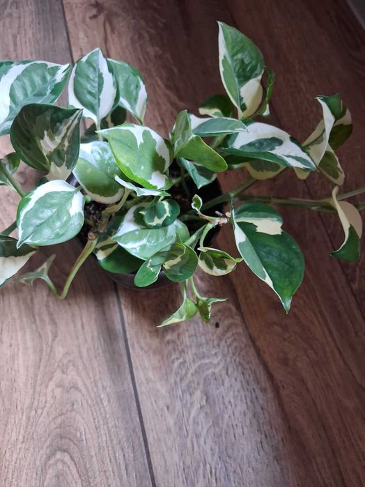 Epipremnum aureum 'N'joy' Epipremnum złociste