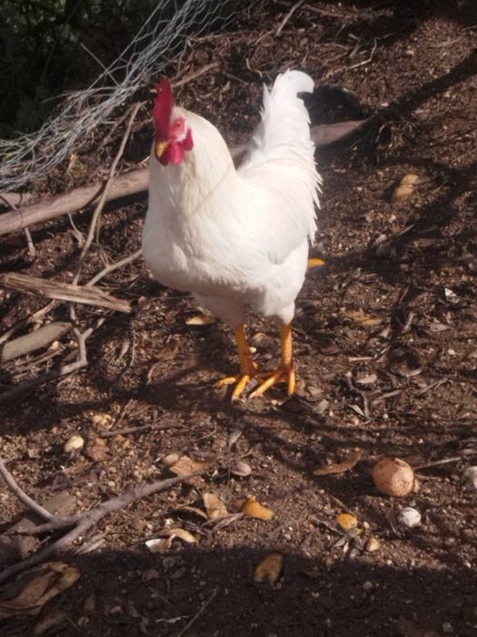 Galos para venda ou troca