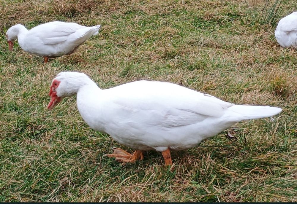 Kaczki kaczory francuskie(piżmowe)