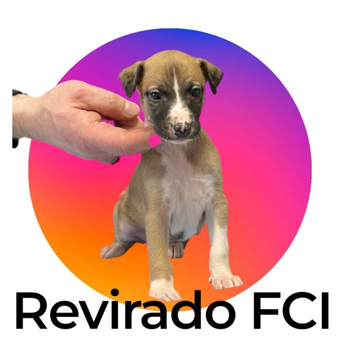 Whippet Chart angielski piękna suczka w eleganckim kolorze Revirado FCI