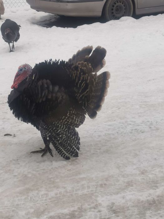 Indyki piękny indor