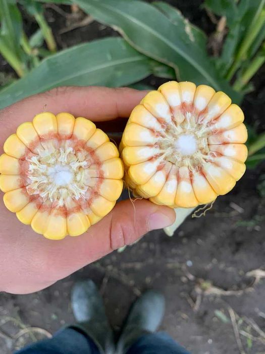 Kukurydza P8834 FAO 250 (80 tys. nasion)