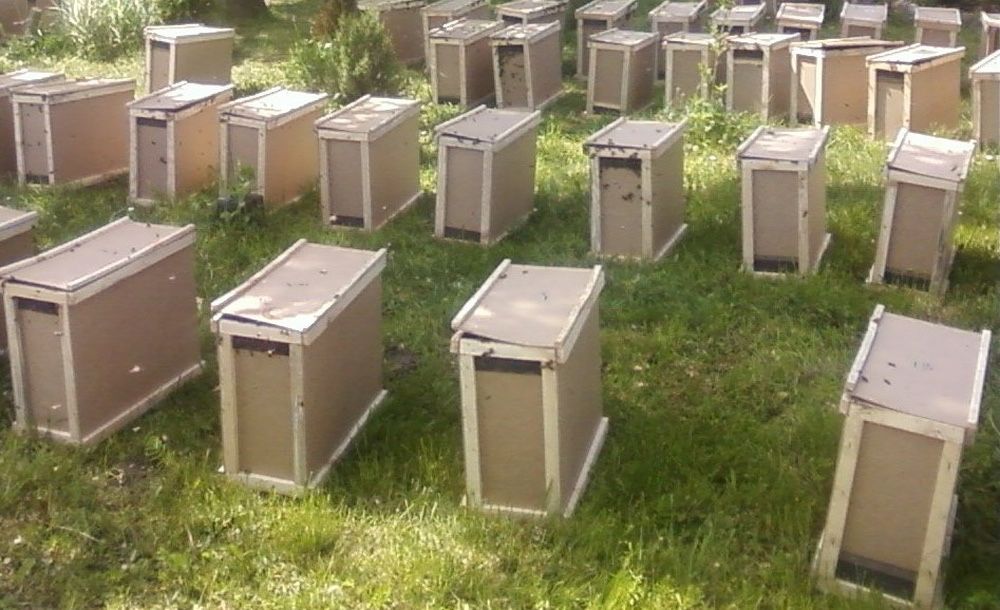 Бджолопакети Карніка Скленар ( Carnica Sklenar) пчелопакеты