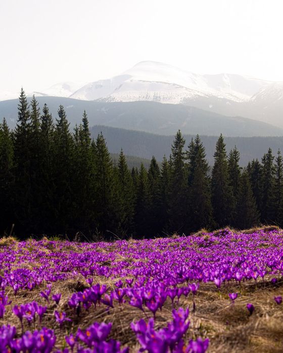 Походи на Кукул в період цвітіння крокусів