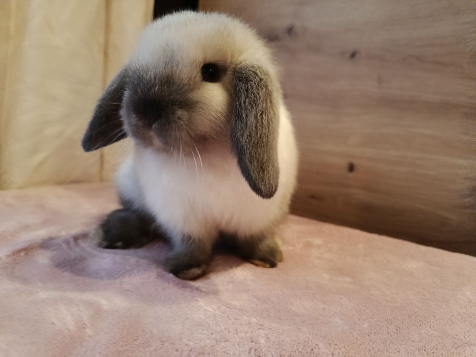 Mini lop samczyk królik króliczek baranek seal point