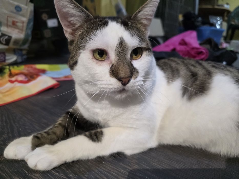 Fudżi  - kocurek 2 lata do adopcji