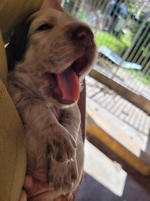 Vendo cachorro Setter