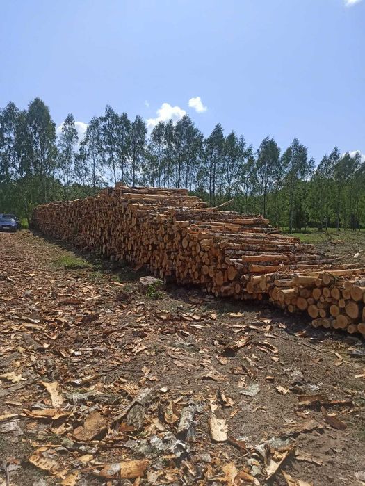Drewno Kominkowe / Opałowe Osika , SOSNA pocięte / połupane  do pieca