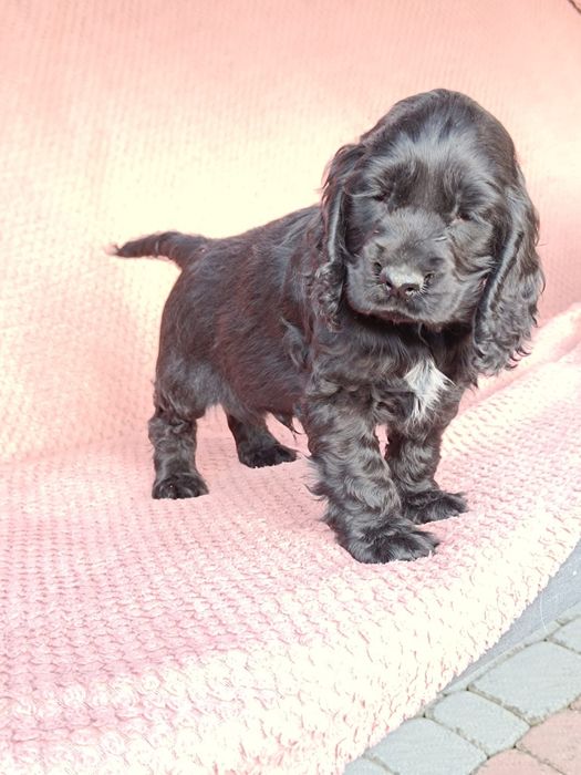 Cocker spaniel angielski Piesek !