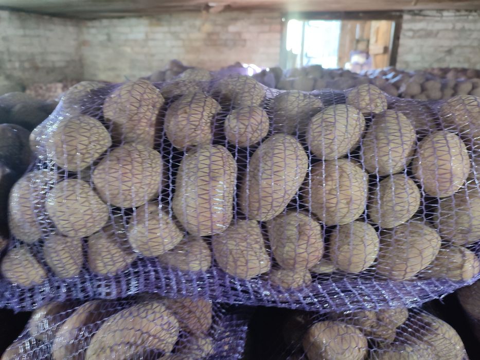 Продам велику харчову картоплю