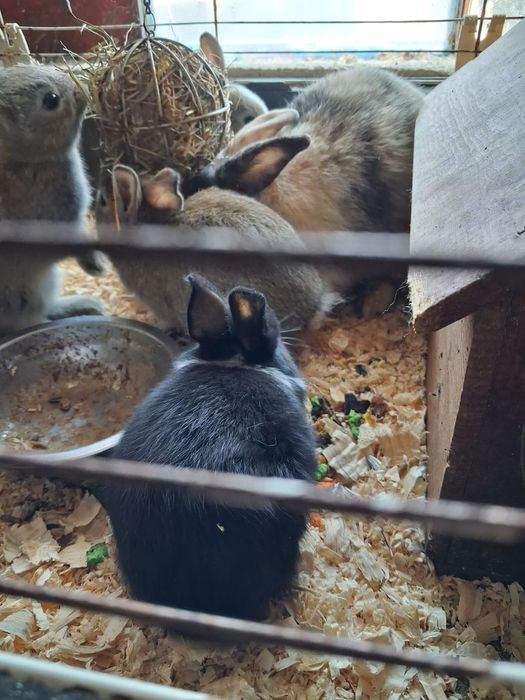 Coelhos anoes para entrega imediata