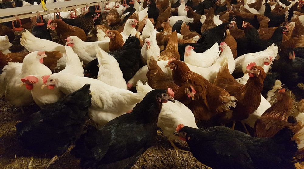 Kury Rosa super nioska