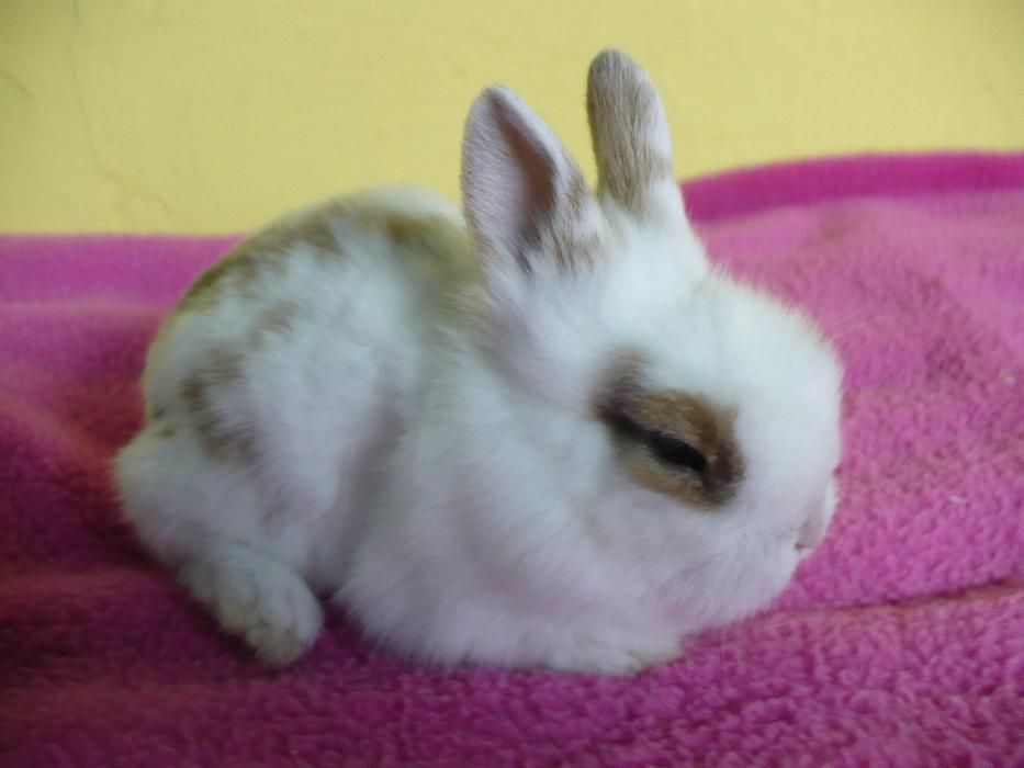 Króliki Miniaturowe duży wybór NOWE KOLORY !