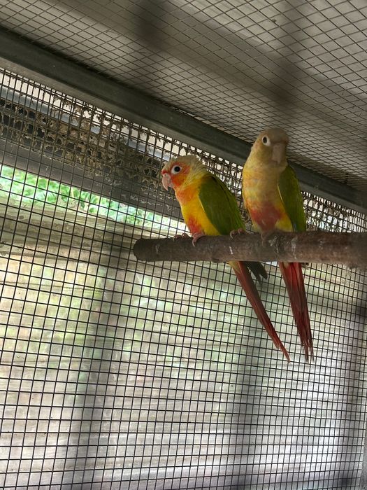 Aves passarinhos